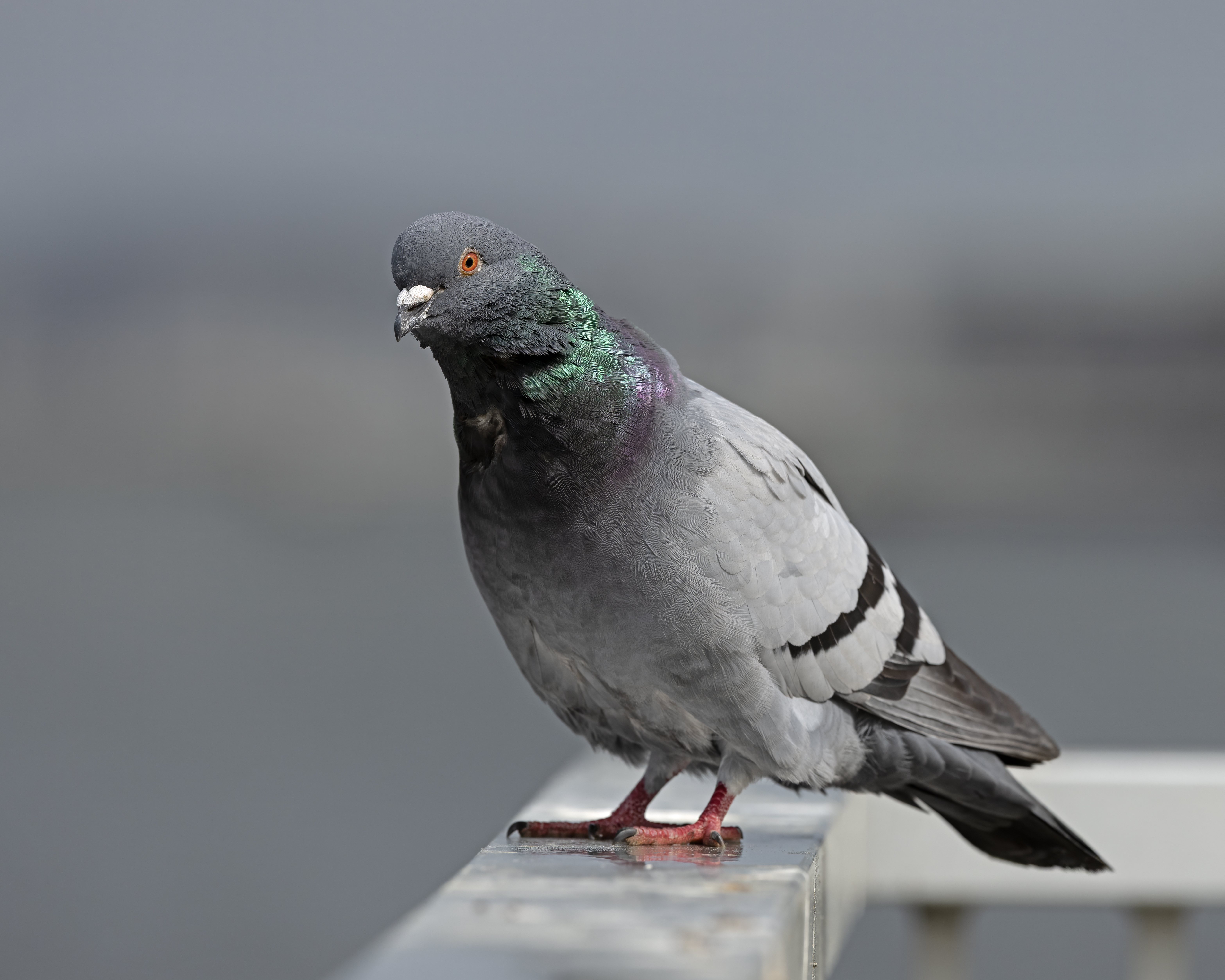 Pigeon wikipedia